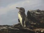 410 Penguin On Watch.JPG (39 KB)